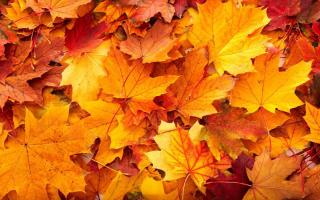 Leaves